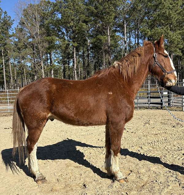 sorrel-gelding-for-sale