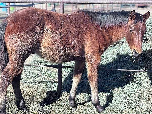 roan-aqha-colt-mare