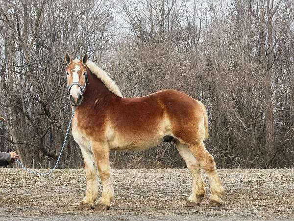 16-hand-belgian-gelding
