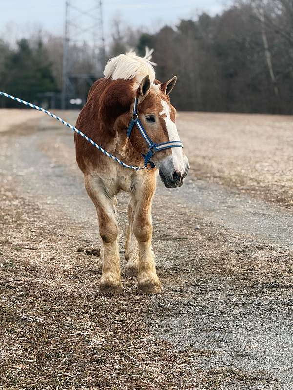 16-hand-belgian-horse