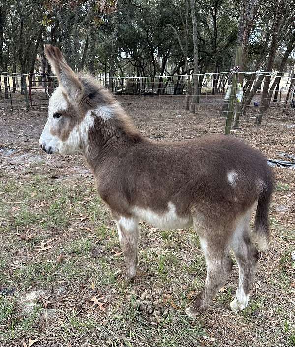 blaze-spotted-donkey