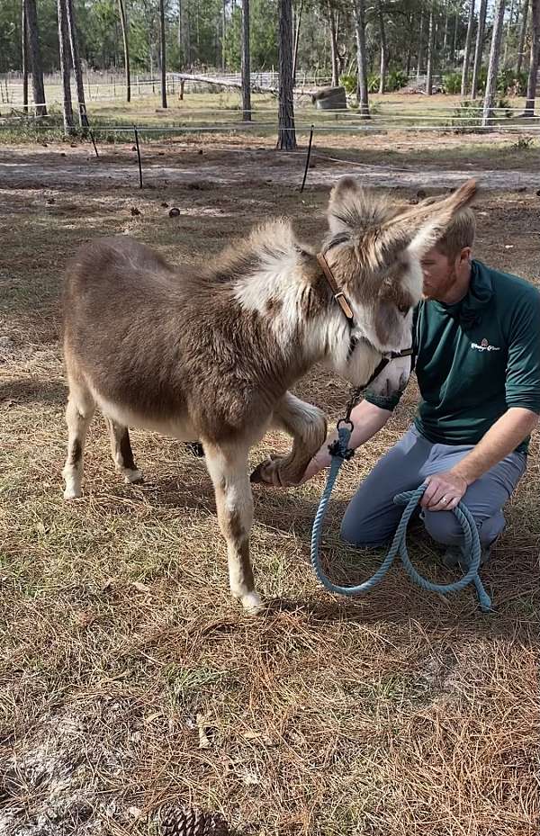 8-hand-donkey-weanling
