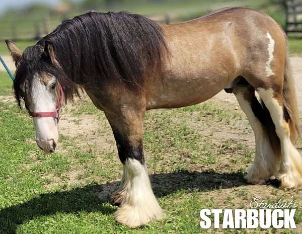 buckskin-blagdon-horse