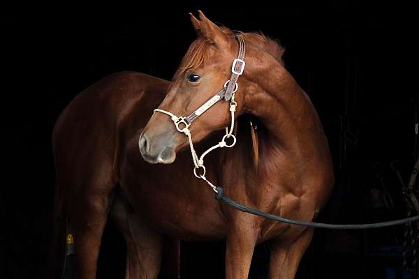 all-around-quarab-horse