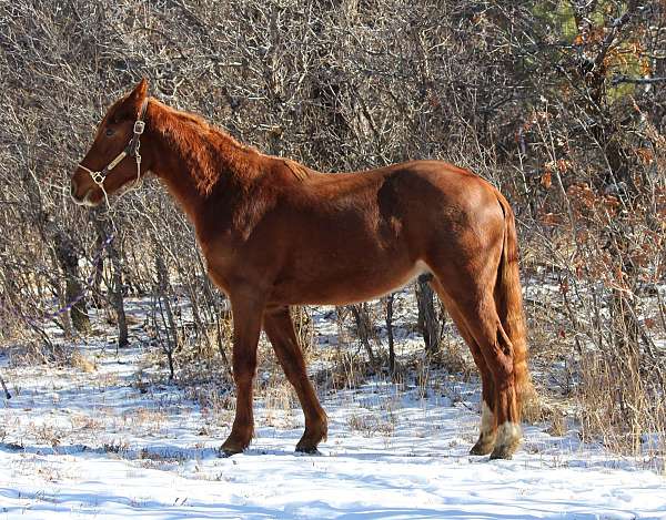 athletic-quarab-horse
