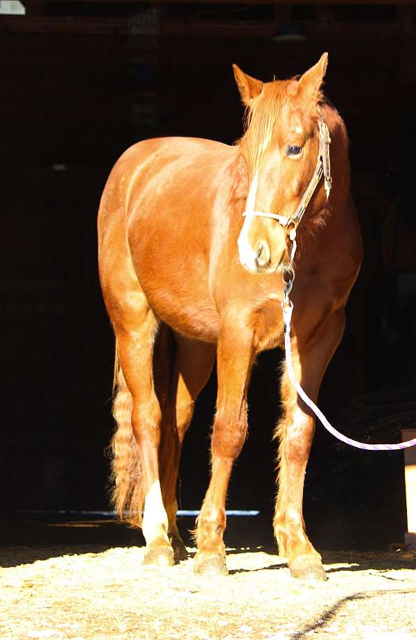 cowboy-mounted-shooting-quarab-horse