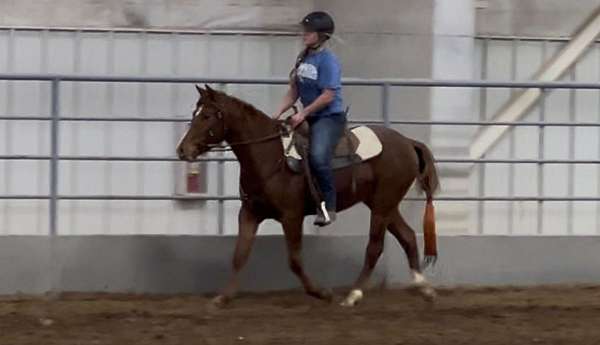 kid-safe-quarab-horse