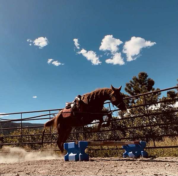 natural-horsemanship-training-quarab-horse