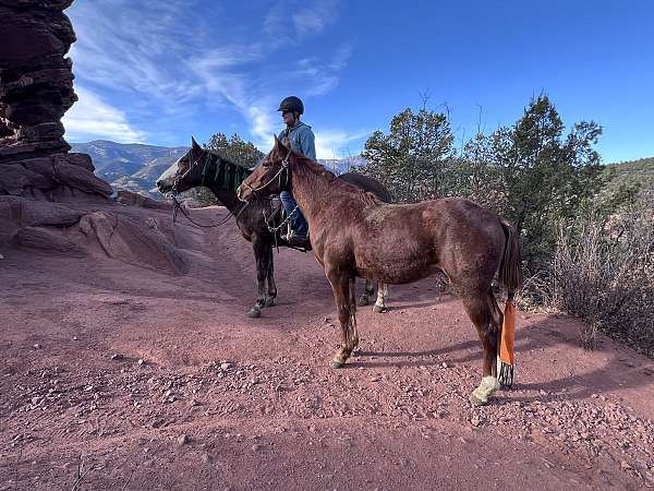 ranch-versatility-quarab-horse