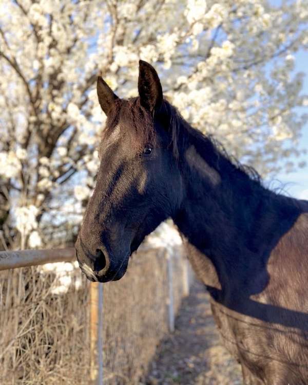 ridden-wes-colt