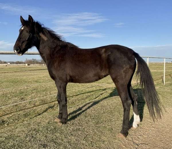 adopt-quarter-horse