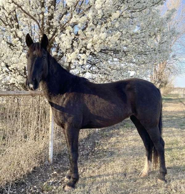 all-around-quarter-horse