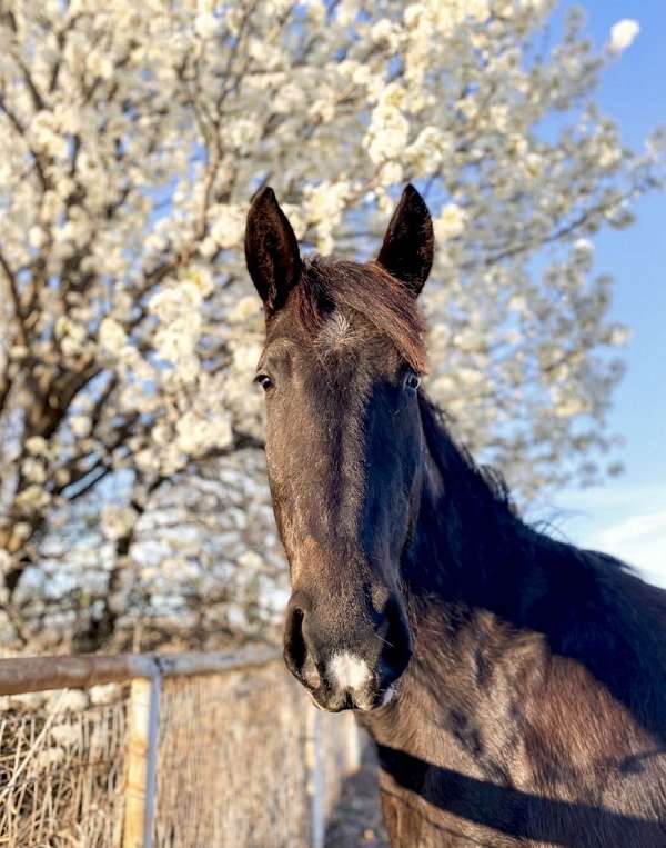 athletic-quarter-horse