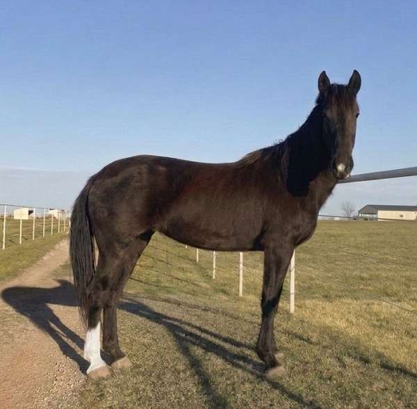 affordable-quarter-horse