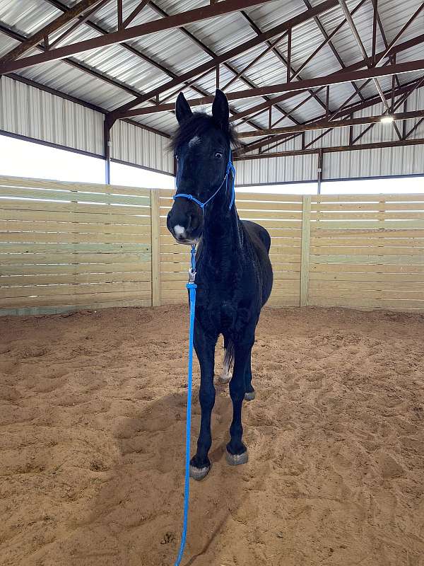 all-quarter-horse