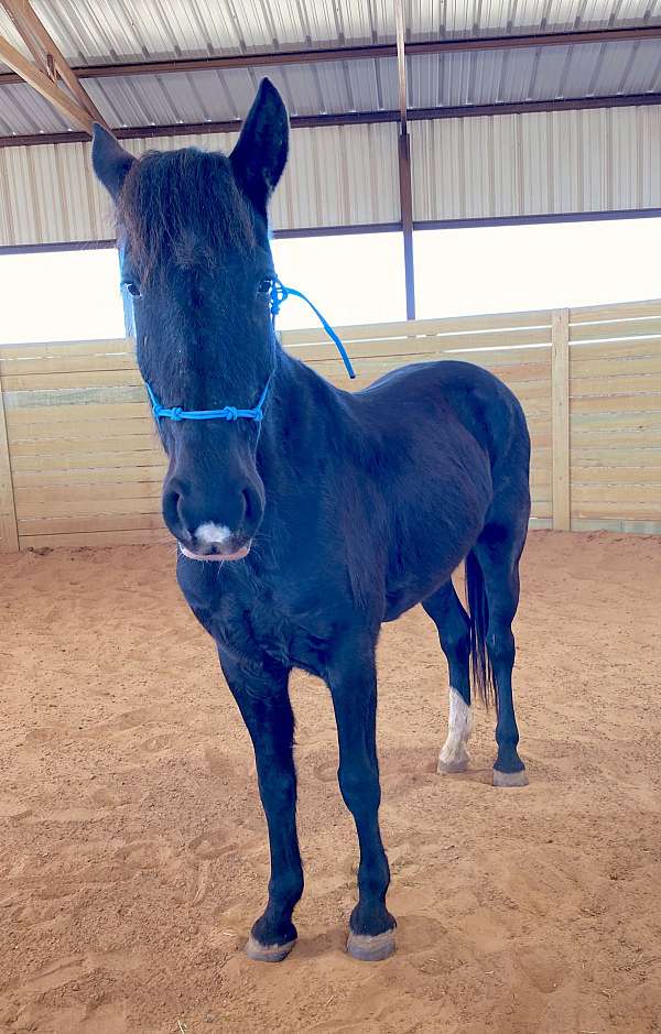 available-quarter-horse