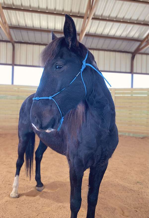 bargain-quarter-horse