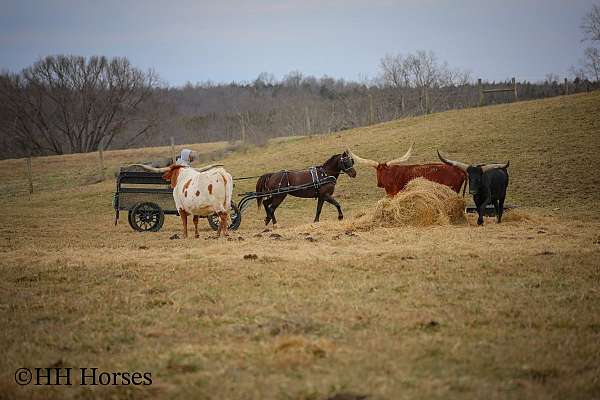 all-around-morgan-horse