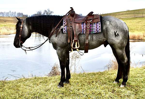 blueroan-quarter-horse
