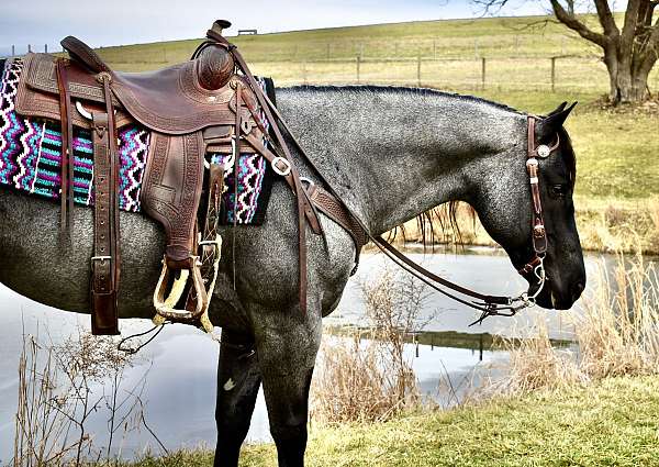 hancockbloodlines-quarter-horse
