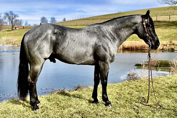 homozygousroan-quarter-horse