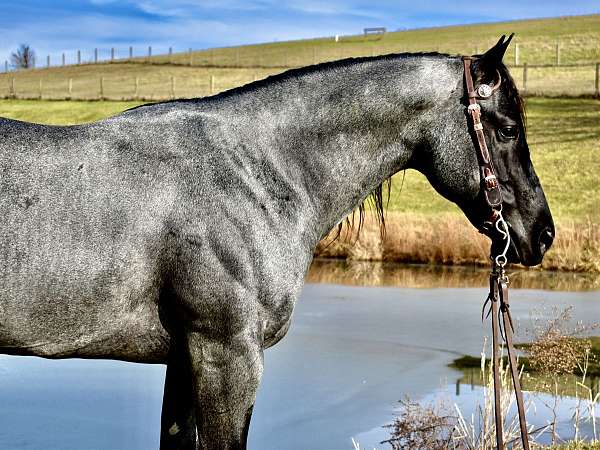 guaranteedcolor-quarter-horse