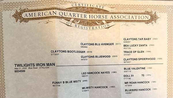 versatilestallion-quarter-horse