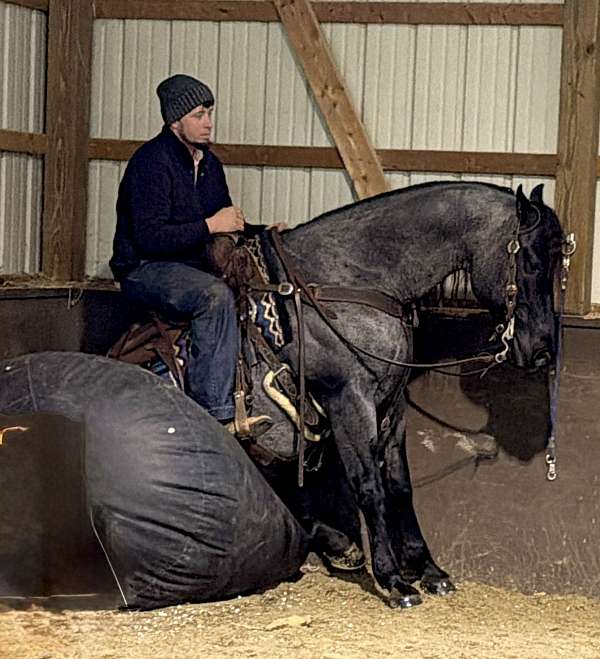 breedingprospect-quarter-horse