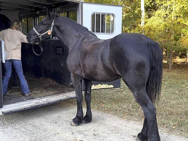 phaoa-draft-mare