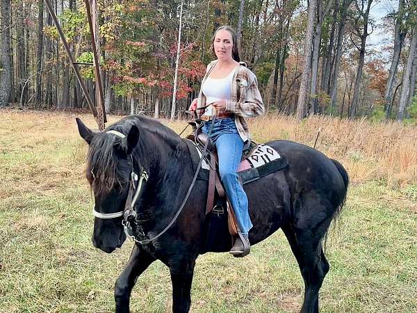 phaoa-draft-horse