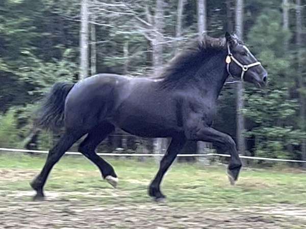 star-horse