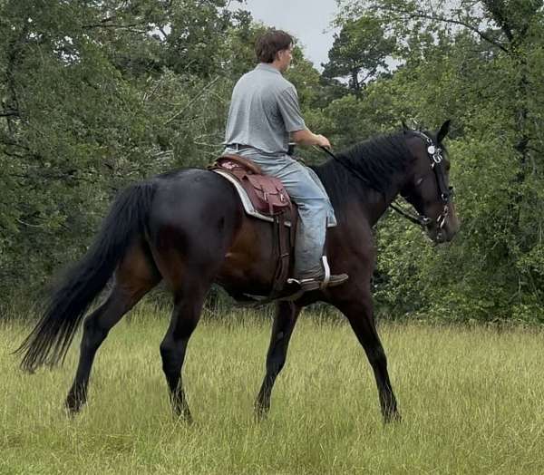bred-to-draft-horse