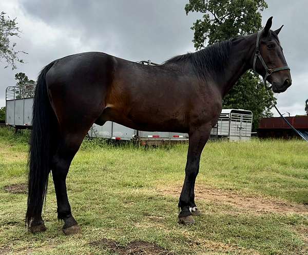bred-draft-horse