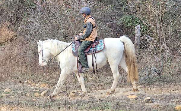 cremello-rmha-gelding