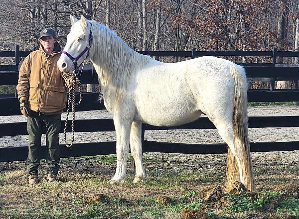 all-around-rocky-mountain-horse