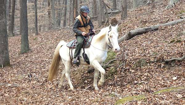 trail-rocky-mountain-horse