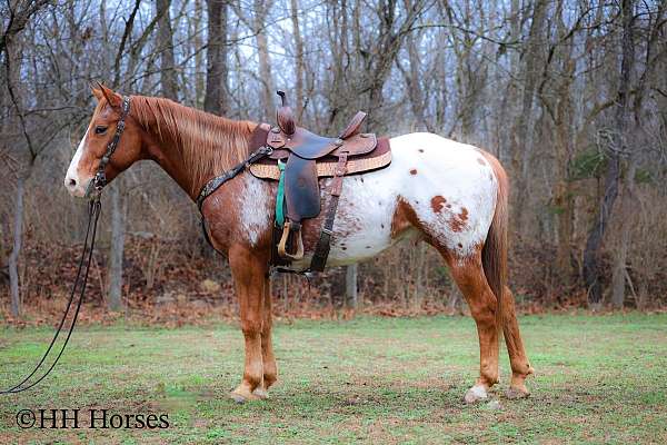 all-around-appaloosa-horse