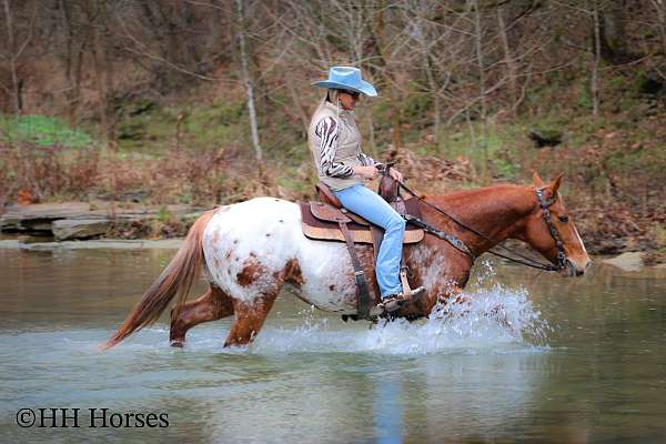 athletic-appaloosa-horse