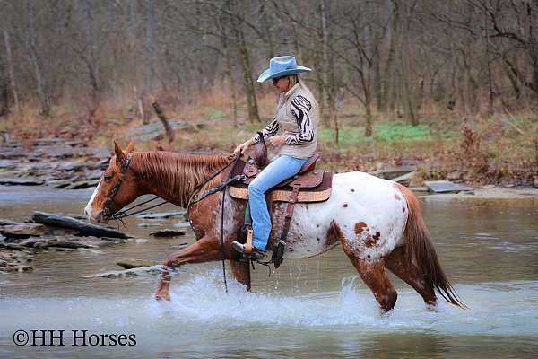 beginner-appaloosa-horse