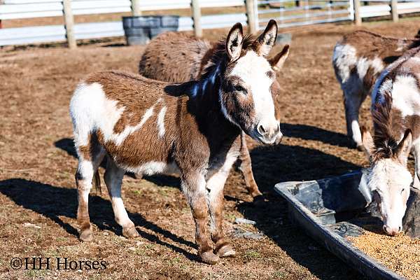 overo-miniature-paint-horses-for-sale