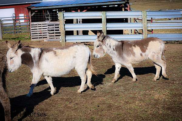 overo-miniature-paint-horse