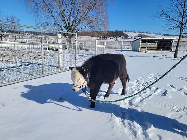 kid-safe-therapy-horse