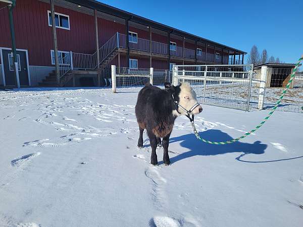 6-hand-miniature-horse