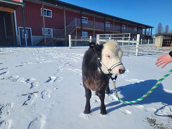 miniature-horse-for-sale