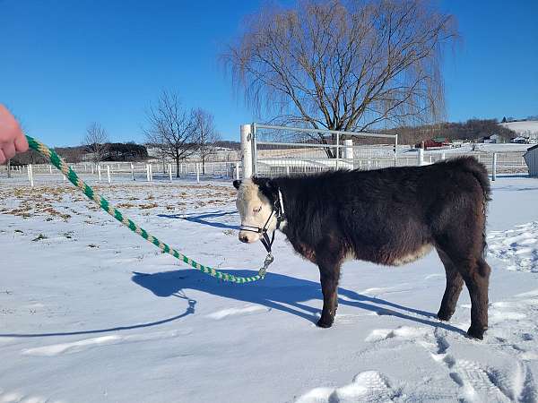 calf-miniature-horse