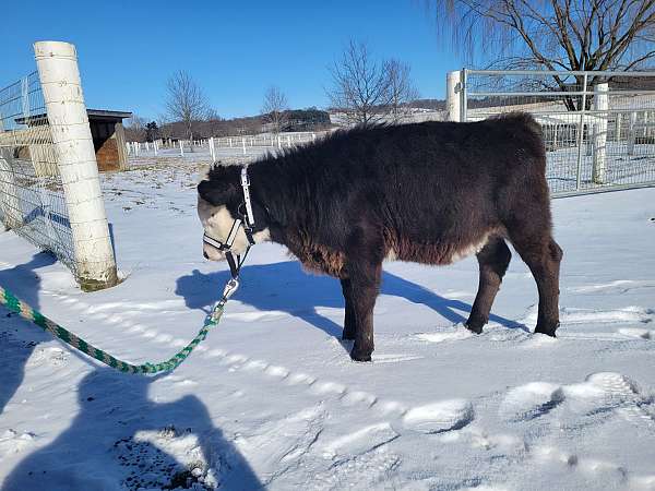 cow-miniature-horse