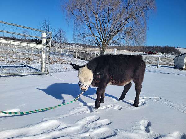 fun-to-have-miniature-horse