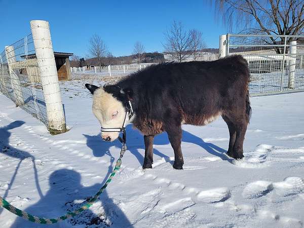 miniature-horse