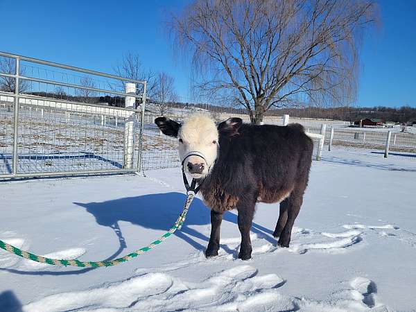 kid-safe-therapy-miniature-horse