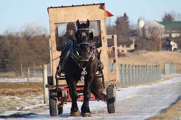all-around-draft-horse